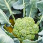 Broccoli Vitamin Cabbage Planting Sprouting Organic Heirloom 600 PCS Seeds