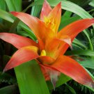 Cactus Bromeliad Succulent Bonsai Courtyard Mini Plant 100 PCS Seeds