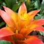 Cactus Bromeliad Succulent Bonsai Courtyard Mini Plant 100 PCS Seeds