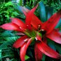 Cactus Bromeliad Succulent Bonsai Courtyard Mini Plant 100 PCS Seeds