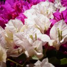 Bougainvillea Spectabilis Willd Plant Garden Bougainvillea 103 PCS Seeds