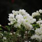Bougainvillea Spectabilis Willd Plant Garden Bougainvillea 103 PCS Seeds