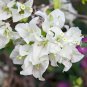 Bougainvillea Spectabilis Willd Plant Garden Bougainvillea 103 PCS Seeds