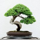 Bonsai Plant Pine Garland Fake Tree Artificial Trees Square Pots 1 PCS Seeds Bonsai Plant Pine Garland Fake Tree Artificial Trees Square Pots 1 PCS Seeds