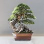 Bonsai Plant Pine Garland Fake Tree Artificial Trees Square Pots 1 PCS Seeds