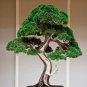 Bonsai Plant Pine Garland Fake Tree Artificial Trees Square Pots 1 PCS Seeds