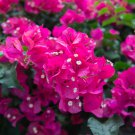 Bougainvillea Red Flowers 50 PCS Seeds