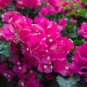 Bougainvillea Red Flowers 50 PCS Seeds