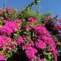 Bougainvillea Red Flowers 50 PCS Seeds