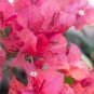Bougainvillea Red Flowers 50 PCS Seeds