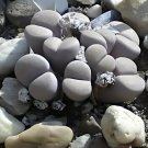 Bonsai Lithops Plants Mix Varieties Succulent Plant Living Stone 100 PCS Seeds Bonsai Lithops Plants Mix Varieties Succulent Plant Living Stone 100 PCS Seeds