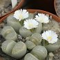 Bonsai Lithops Plants Mix Varieties Succulent Plant Living Stone 100 PCS Seeds