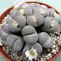 Bonsai Lithops Plants Mix Varieties Succulent Plant Living Stone 100 PCS Seeds