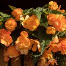 Bonsai Mixed Rieger Begonias Beautiful Multi-Flap Flower Decoration 50 PCS Seeds Bonsai Mixed Rieger Begonias Beautiful Multi-Flap Flower Decoration 50 PCS Seeds