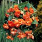 Bonsai Mixed Rieger Begonias Beautiful Multi-Flap Flower Decoration 50 PCS Seeds