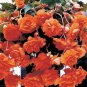Bonsai Mixed Rieger Begonias Beautiful Multi-Flap Flower Decoration 50 PCS Seeds