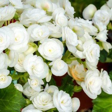 Bonsai Mixed Rieger Begonias Beautiful Multi-Flap Flowers 50 PCS Seeds