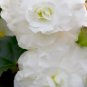 Bonsai Mixed Rieger Begonias Beautiful Multi-Flap Flowers 50 PCS Seeds
