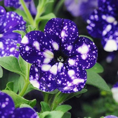 Bonsai Petunia Garden Moon Night Sky Double Purple Flowers Purple 200 PCS Seeds