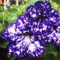 Bonsai Petunia Garden Moon Night Sky Double Purple Flowers Purple 200 PCS Seeds
