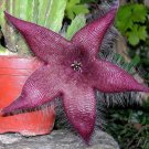 Bonsai Plants Stapelia Pulchella Plant Perennial Flower 120 PCS Seeds Bonsai Plants Stapelia Pulchella Plant Perennial Flower 120 PCS Seeds