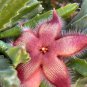 Bonsai Plants Stapelia Pulchella Plant Perennial Flower 120 PCS Seeds