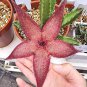 Bonsai Plants Stapelia Pulchella Plant Perennial Flower 120 PCS Seeds