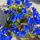 Bougainvillea Blue Colors 50 PCS Seeds