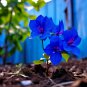 Bougainvillea Blue Colors 50 PCS Seeds