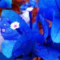 Bougainvillea Blue Colors 50 PCS Seeds