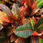 Blue Variegated Leaf Croton Mixed Colorful Ornamental 100 PCS Seeds