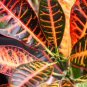 Blue Variegated Leaf Croton Mixed Colorful Ornamental 100 PCS Seeds