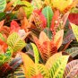 Blue Variegated Leaf Croton Mixed Colorful Ornamental 100 PCS Seeds
