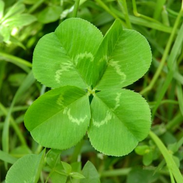 Bonsai Four Leaf Clover Trifolium Repens Mixed Dutch Clover 100 PCS Seeds