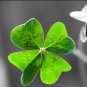 Bonsai Four Leaf Clover Trifolium Repens Mixed Dutch Clover 100 PCS Seeds