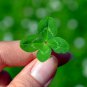 Bonsai Four Leaf Clover Trifolium Repens Mixed Dutch Clover 100 PCS Seeds