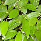 Bonsai Cinnamomum Kotoense Plant 10 PCS Seeds
