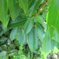 Bonsai Cinnamomum Kotoense Plant 10 PCS Seeds