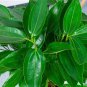 Bonsai Cinnamomum Kotoense Plant 10 PCS Seeds