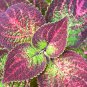 Bonsai Coleus Foliage Plants Perfect 100 PCS Seeds