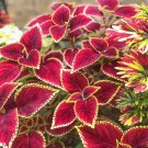 Bonsai Colorful Coleus Foliage Plants Rainbow Leaf Plant 100 PCS Seeds Bonsai Colorful Coleus Foliage Plants Rainbow Leaf Plant 100 PCS Seeds