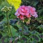 Bonsai Garden Pelargonium Light Pink Ball Flower Plantas 10 PCS Seeds