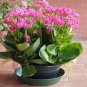 Bonsai Garden Pelargonium Light Pink Ball Flower Plantas 10 PCS Seeds