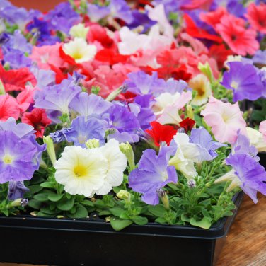 Bonsai Hanging Petunia Garden Petunia Mixed Color Potted 200 PCS Seeds