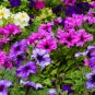 Bonsai Hanging Petunia Garden Petunia Mixed Color Potted 200 PCS Seeds