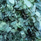 Blue Eucalyptus Mini Tree Exotic Shrub Flower Pots Planters 100 PCS Seeds Blue Eucalyptus Mini Tree Exotic Shrub Flower Pots Planters 100 PCS Seeds