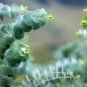 Blue Eucalyptus Mini Tree Exotic Shrub Flower Pots Planters 100 PCS Seeds