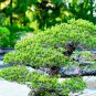 Black Pine Tree Bonsai Potted Landscape Japanese Five Needle Pine 50 PCS Seeds