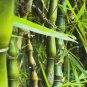 Black Lucky Bamboo Garden Bambusa Ventricosa Ornamental Plants 100 PCS Seeds