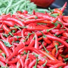 Birdseye Chili Pepper 1000 PCS Seeds